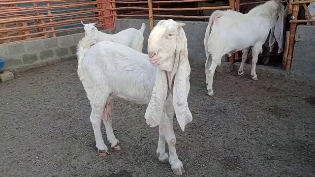 Biggest Gulabi Goats Farm In Karachi Rohan Goats Farm