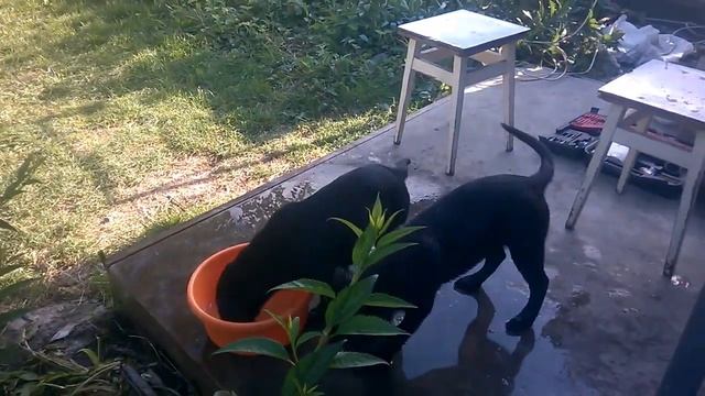 Щенки лабрадора на один тазик ) смотреть онлайн