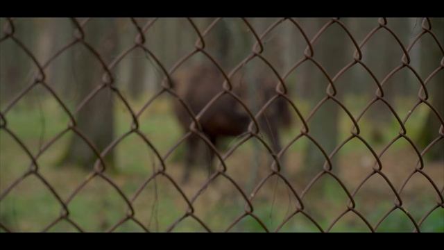 КАК ЖИВУТ ЗУБРЫ? Приокско-Террасный заповедник / А не пойти бы нам в музей? смотреть онлайн