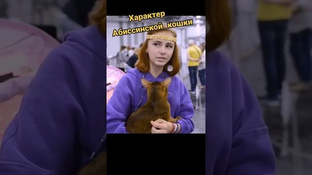 Абиссинская кошка: характер смотреть онлайн