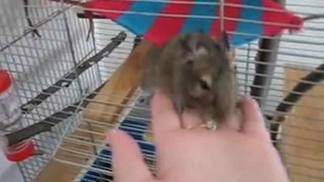 Дегу спит в гамаке смотреть онлайн