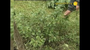 Груши в стланцевой форме? реально выращивать!