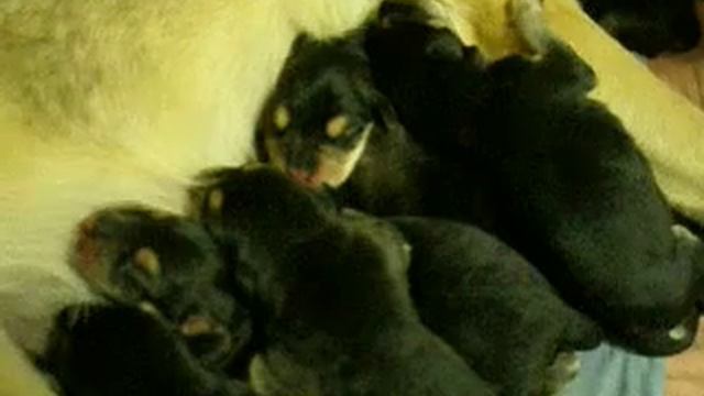 Щенки русской гончей. Puppies of the rysskaya gontjaja. смотреть онлайн