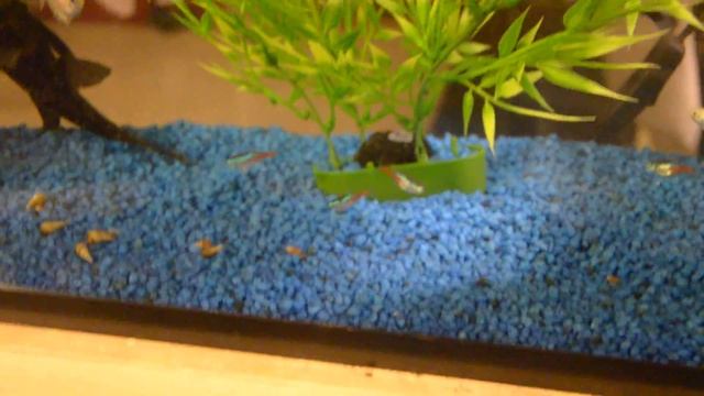 Turtle tank and fish Set-up смотреть онлайн