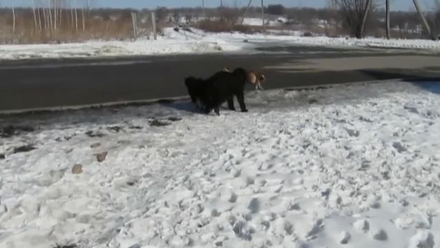 Дзідзьо побачив пса-дракона :) смотреть онлайн