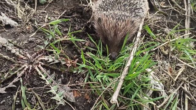 Сонный Ёжик. Жизнь в селе. смотреть онлайн