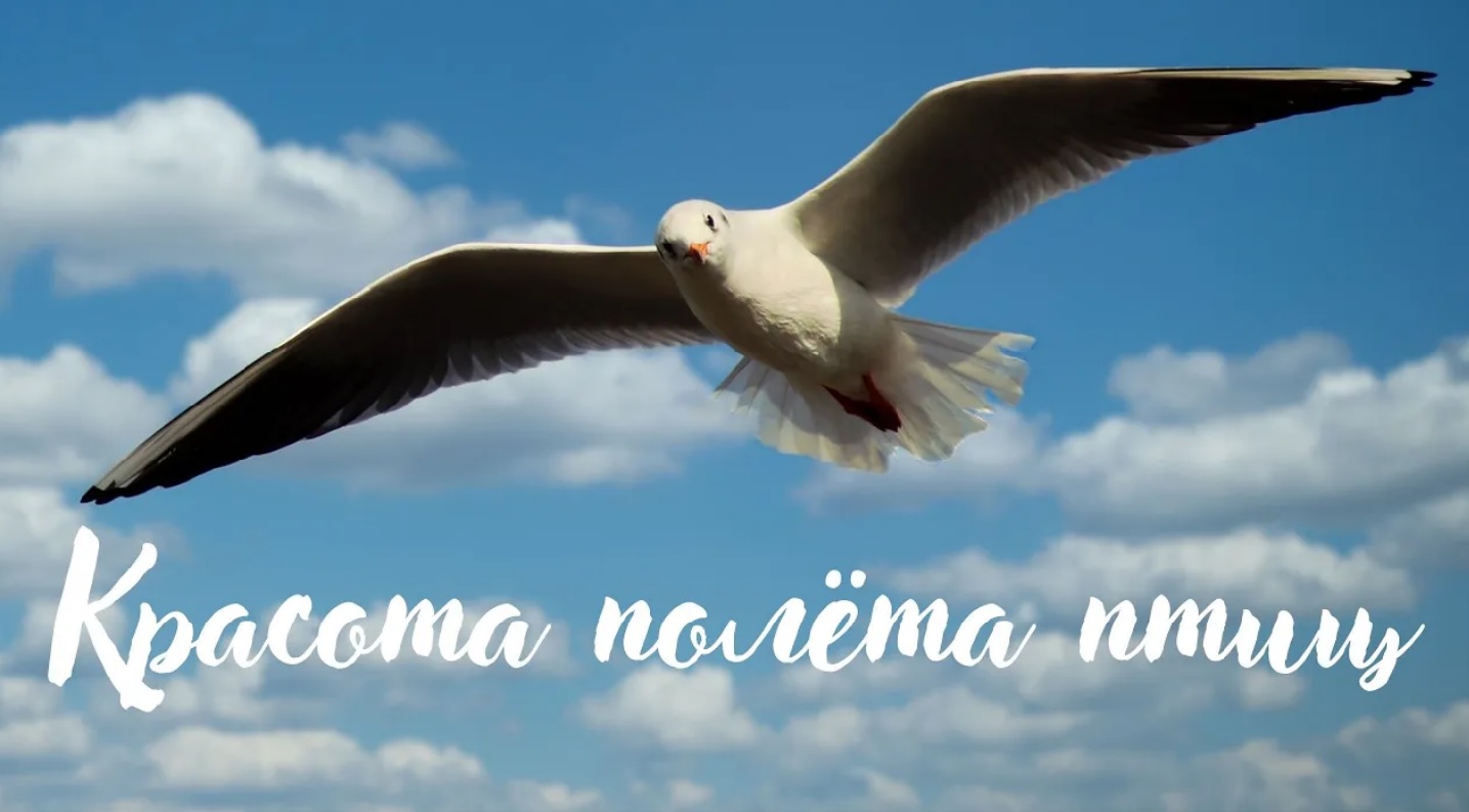 Птицы. Красота полёта птиц. Красивая музыка. Музыка для души. смотреть онлайн