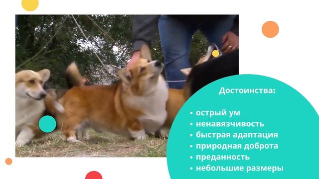 Вельш-корги пемброк смотреть онлайн
