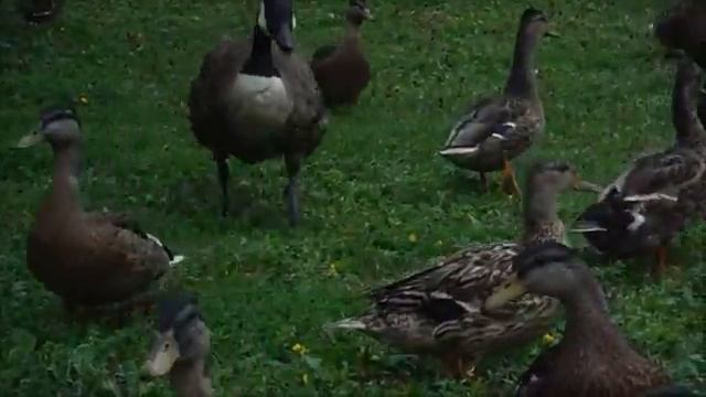 Leap Frog Daycare Spot смотреть онлайн