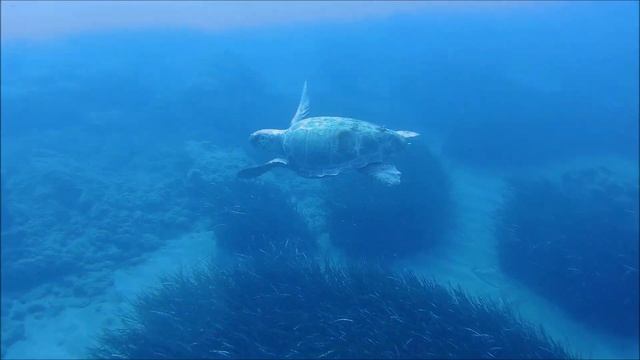 Сегодня на Крите снял черепаху? Caretta caretta Crete 12 10 2020 смотреть онлайн
