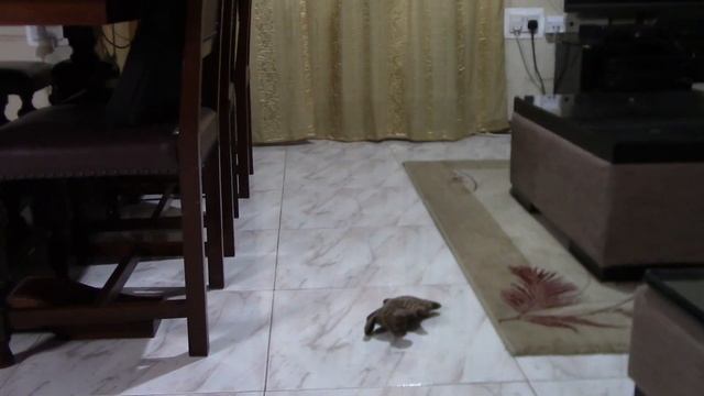 Поисковые игры с ши тцу | Как можно играть с собакой дома смотреть онлайн