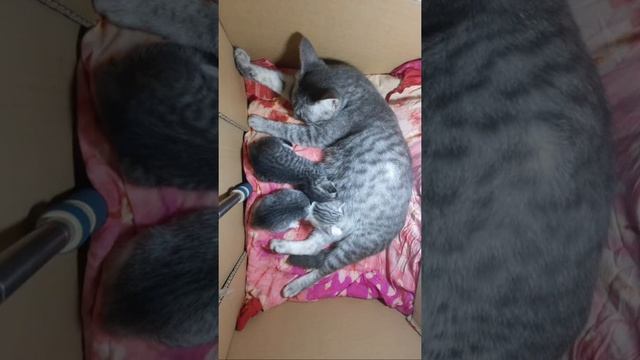 Silent LS / 17 days old kittens / All our dream can come true, if we have the courage to pursue the смотреть онлайн