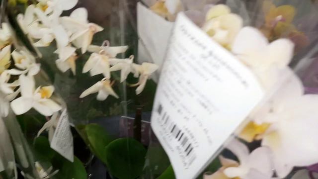 ОРХИДЕИИ В ЛЕРУА .УЛ.НОВОРОССИЙСКАЯ//18.06.24// смотреть онлайн