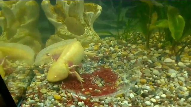 Кормление аксолотлей