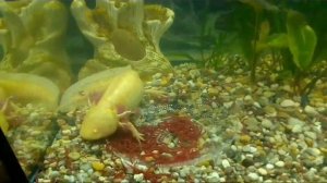 Кормление аксолотлей