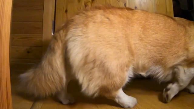 Дефиле корги ЛЮСИ смотреть онлайн