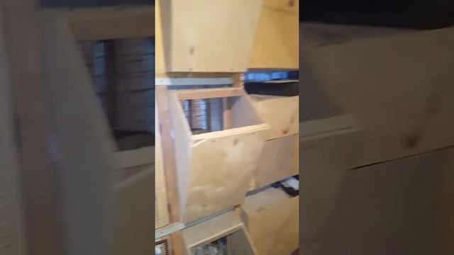 Мои кролики в Таджикистане смотреть онлайн