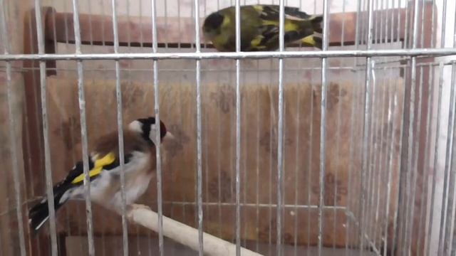 Птица щегол в клетке заболел смотреть онлайн