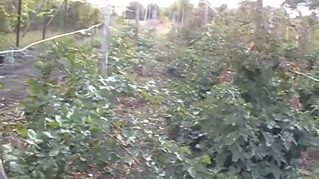 Виноградник 20 сентября. КФХ Камынин смотреть онлайн