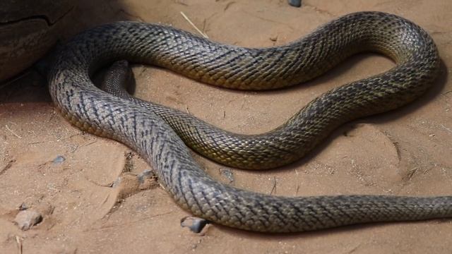 INLAND TAIPAN SNAKE Aka FIERCE SNAKE CLOSE UP! Encounters With The World's Most Venomous Snakes!