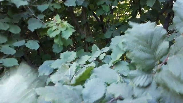 Обзор кустов Фундука Август смотреть онлайн