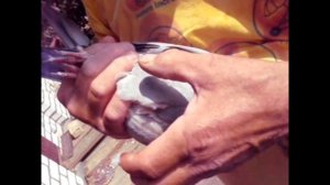 Спортивные голуби Лаврентьева В.П.