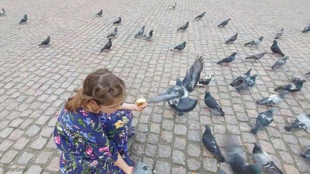 Голуби у Троице-Сергиевой Лавры. смотреть онлайн