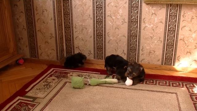 Йоркширский терьер, щенки смотреть онлайн