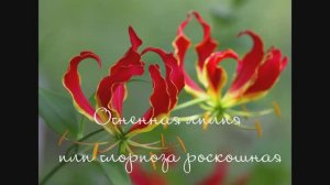 МАСТЕР КЛАСС "Огненная лилия с помощью ножей "Плюмерия" от Fantasy"