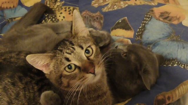 А ЧТО ЭТО ВЫ ТУТ ДЕЛАЕТЕ??? смотреть онлайн