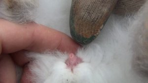 как определить пол крольчат