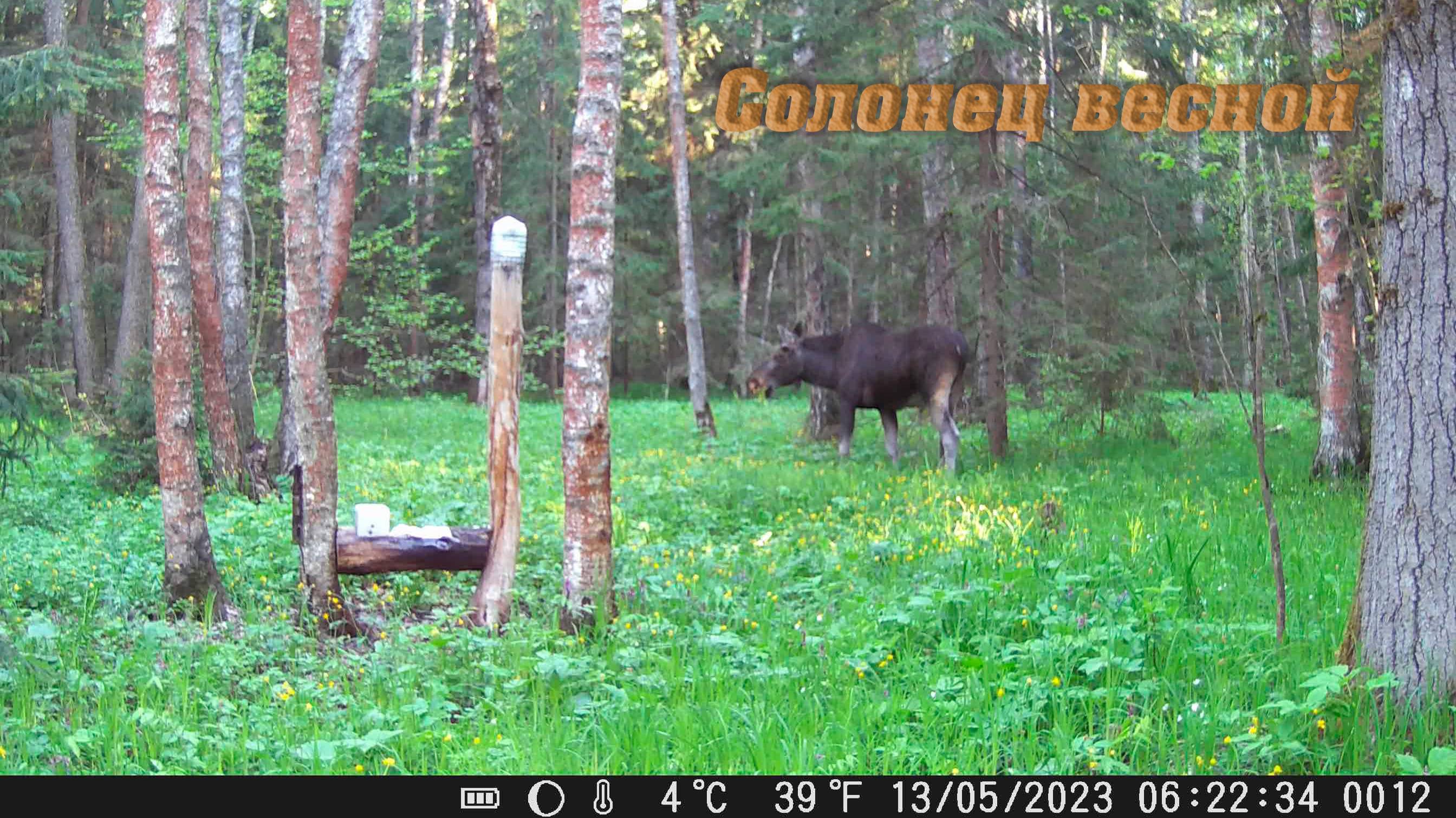 Кадры с двух фотоловушек. Апрель - Май 2023 смотреть онлайн