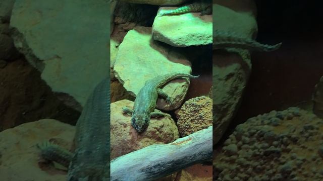 Hosmers Skink смотреть онлайн