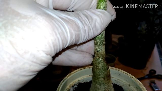 АДЕНИУМ и СУПЕР - КЛЕЙ. Прививка черенков. Часть 2. смотреть онлайн