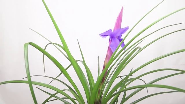 Tillandsia cyanea - Pink Quill, Tillandsie смотреть онлайн