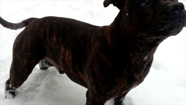 Dogs 101 - STAFFORDSHIRE BULL TERRIER - Top Dog Facts About the STAFFORDSHIRE BULL TERRIER смотреть онлайн