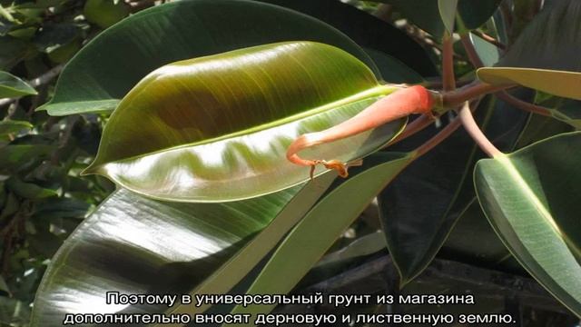 Фикус Тинеке — выращивание и уход за цветком смотреть онлайн