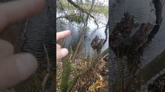 Очистка от ила, от донных отложений, акватории реки для водозабора. Курская область. Октябрь 2022. смотреть онлайн