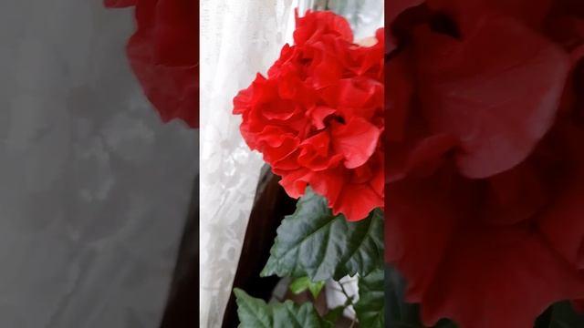 Сразу Три Цветка! Махровый Гибискус смотреть онлайн