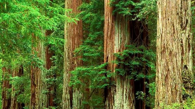 Давайте будем беречь смотреть онлайн