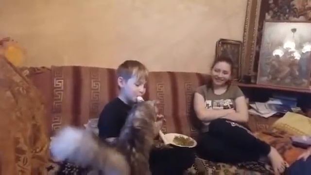 Мальчик играет, кошка кобра смотреть онлайн