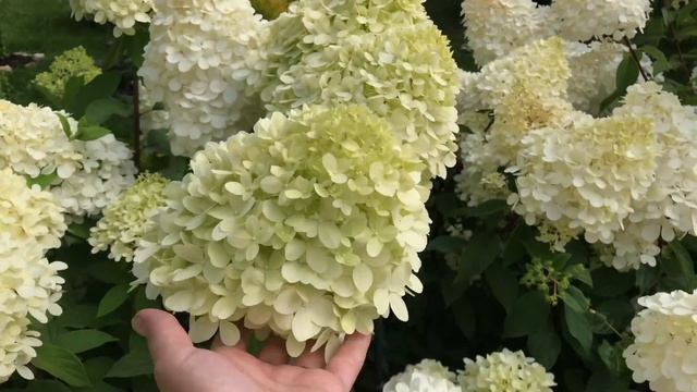 Моя любимая дача 07 августа. Гордость сада-мои гортензии!❤️Обработала хвойные и розы фунгицидом. смотреть онлайн