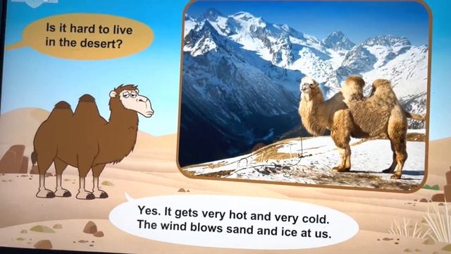 Meet The Animals Camel