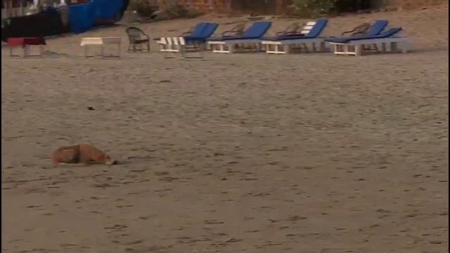 Palolem Beach Goa |Things To do In South Goa | Places To Stay смотреть онлайн