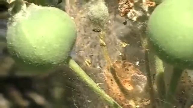 Меры борьбы с яблонной молью смотреть онлайн