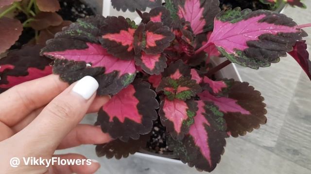 Где посадить КОЛЕУСЫ? Вся правда в одном видео!