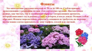 Видеопрезентация «Цветочно-декоративные растения».