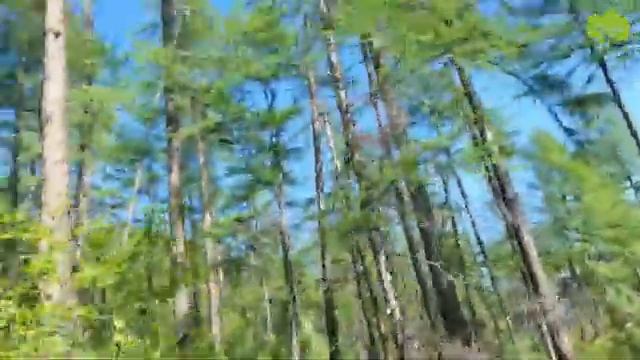 Охота на медведя с собаками в Магаданской области. Медведь на дереве. смотреть онлайн