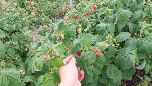Малина Прималба. Первое плодоношение смотреть онлайн