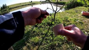 Ловля толстолоба и карпа на технопланктон, оснастка на толстолоба, которая ловит даже карпа.